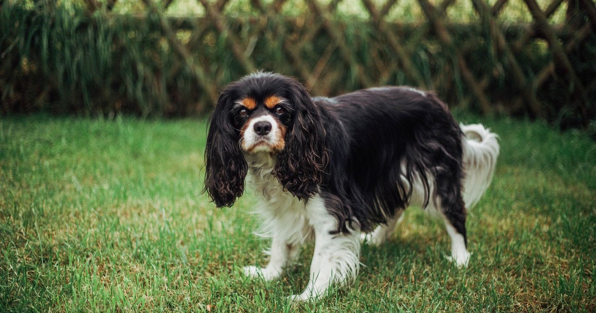 Adorable Cavalier King Charles Spaniel standing on green grass near a wooden fence.