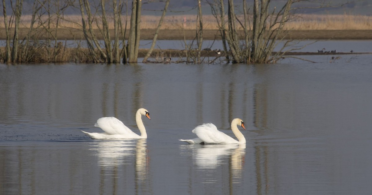 Two elegant white swans gracefully swim on a peaceful lake surrounded by leafless trees.