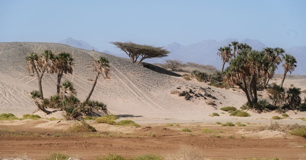 Arid desert scene with palm trees and mountains in Tabuk, Saudi Arabia.