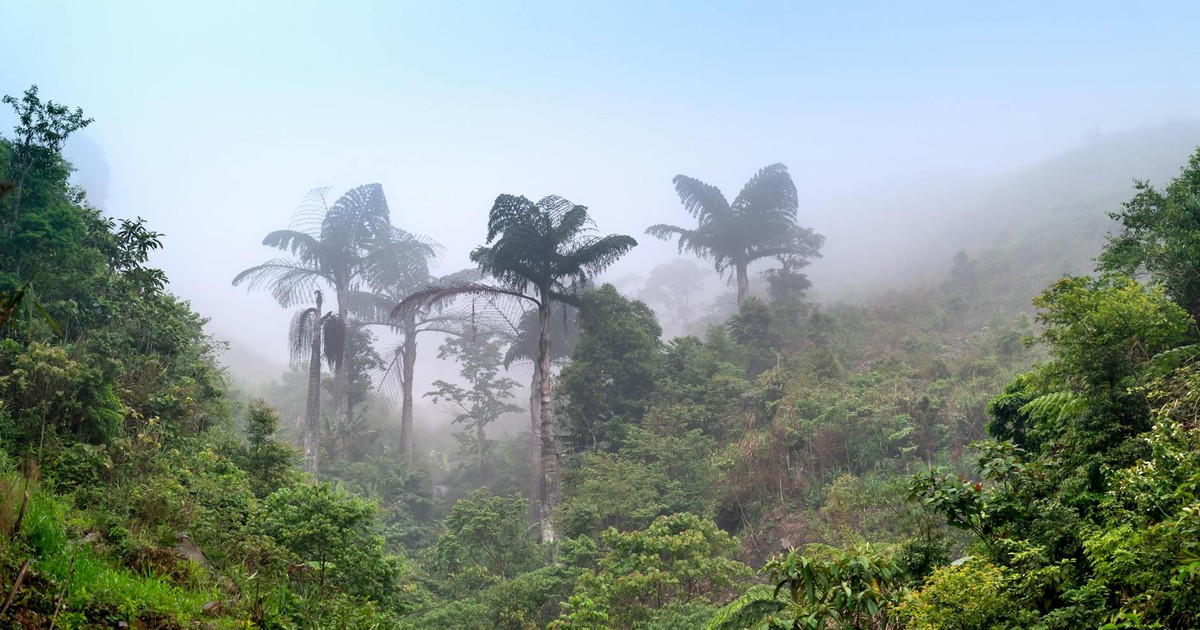 A serene tropical forest shrouded in mist, featuring lush greenery and tall palm trees.