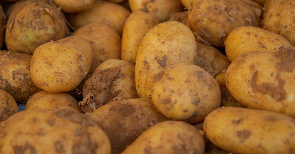 Close-up of freshly harvested potatoes with soil remnants, showcasing farm freshness.