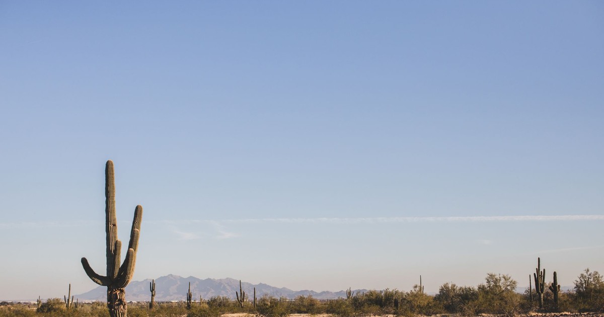 Expansive Arizona desert landscape featuring tall saguaro cacti under a clear blue sky.