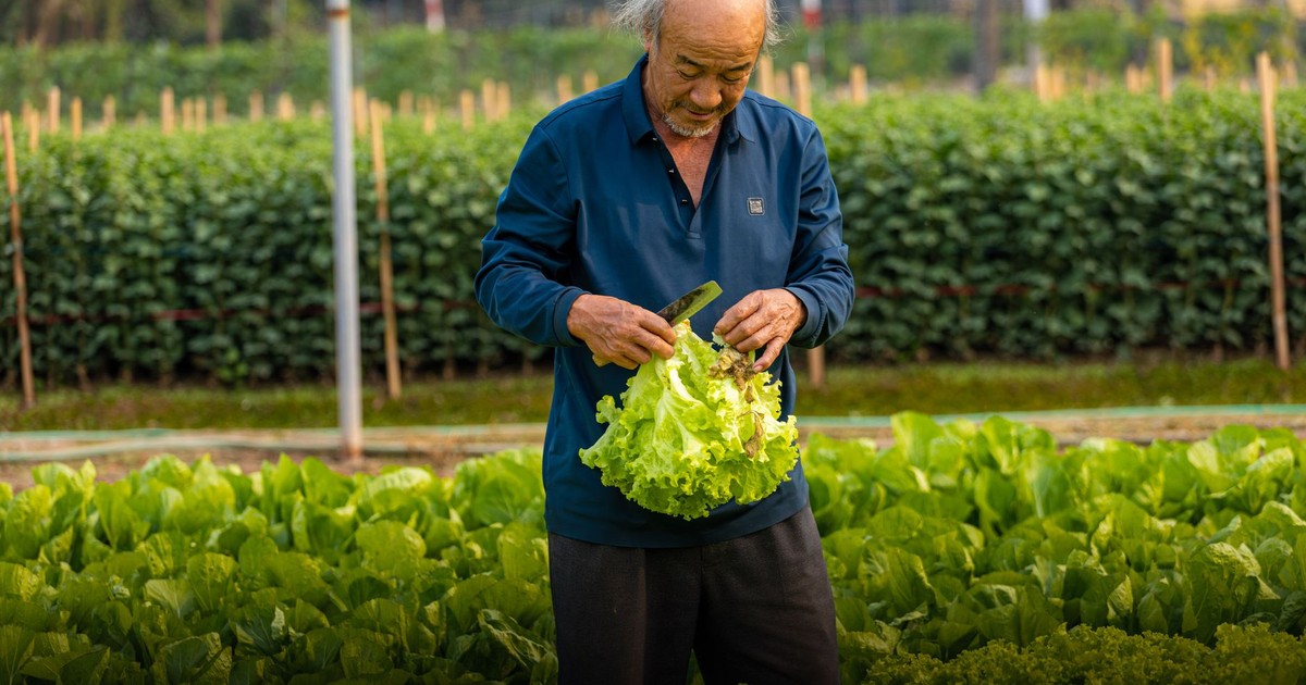 Senior man harvesting fresh lettuce in a vibrant field in Hanoi, Vietnam.