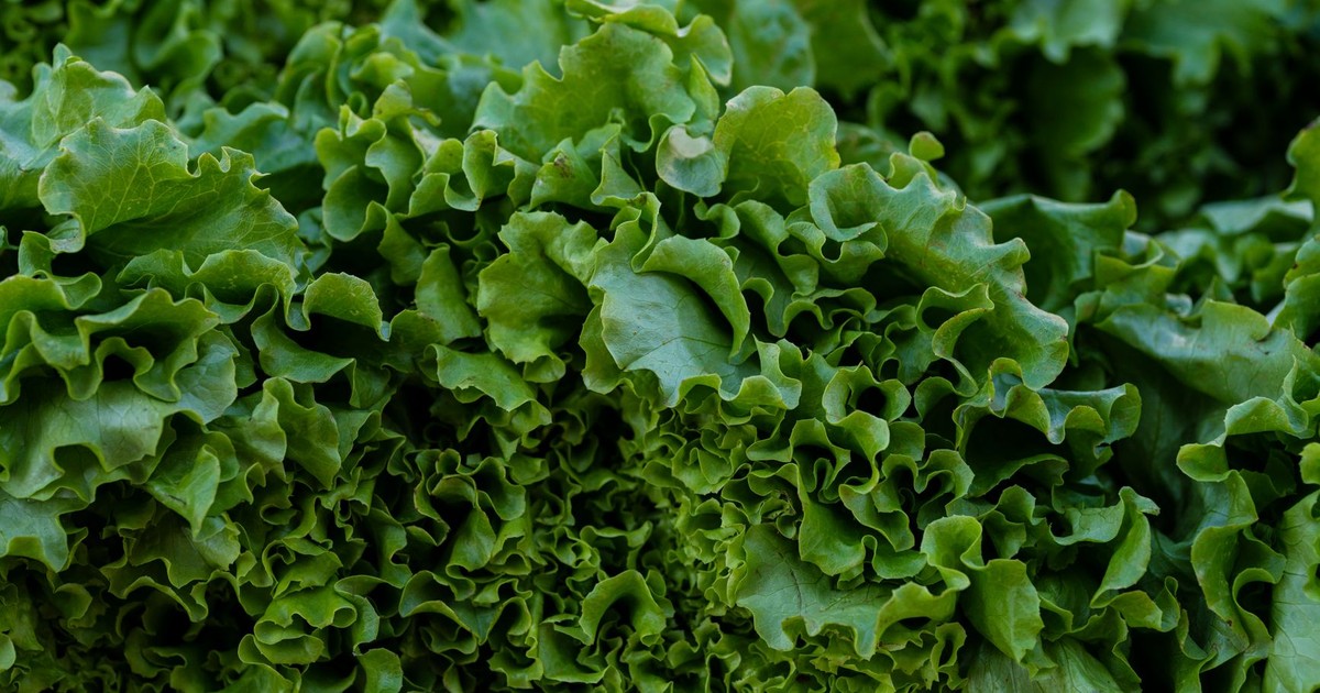 Vibrant close-up of fresh green lettuce, showcasing its crisp textures and vivid colors.