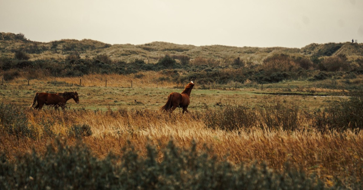 Two horses graze calmly on a peaceful grassland in Buren, Netherlands, under an overcast sky.