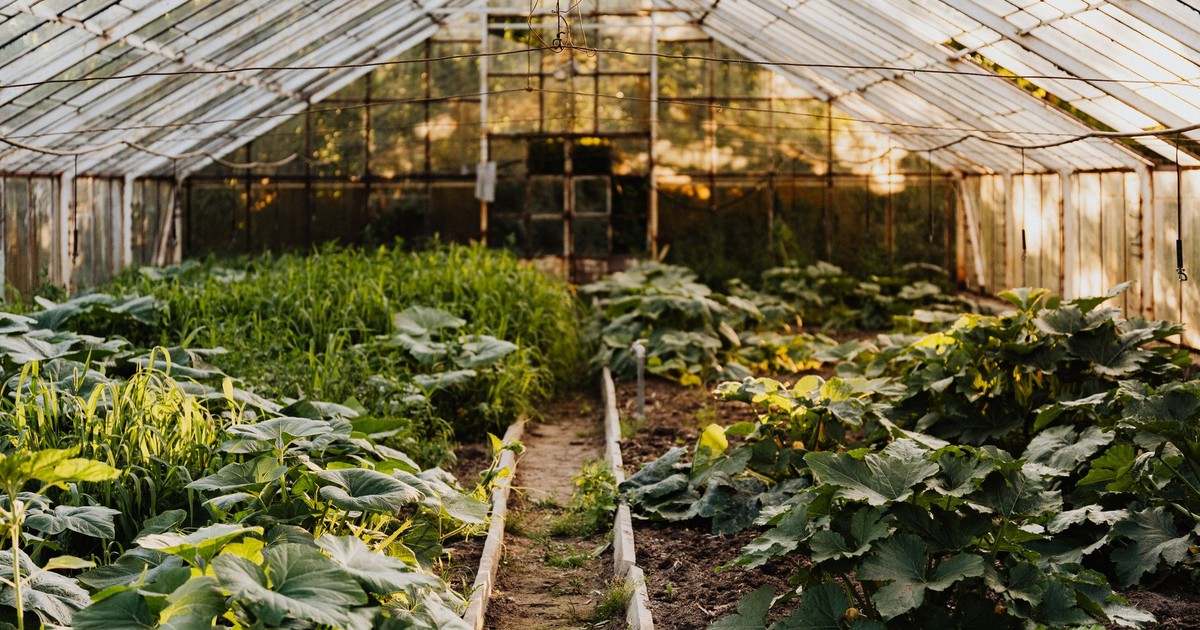 A peaceful greenhouse filled with thriving green plants and vegetables.