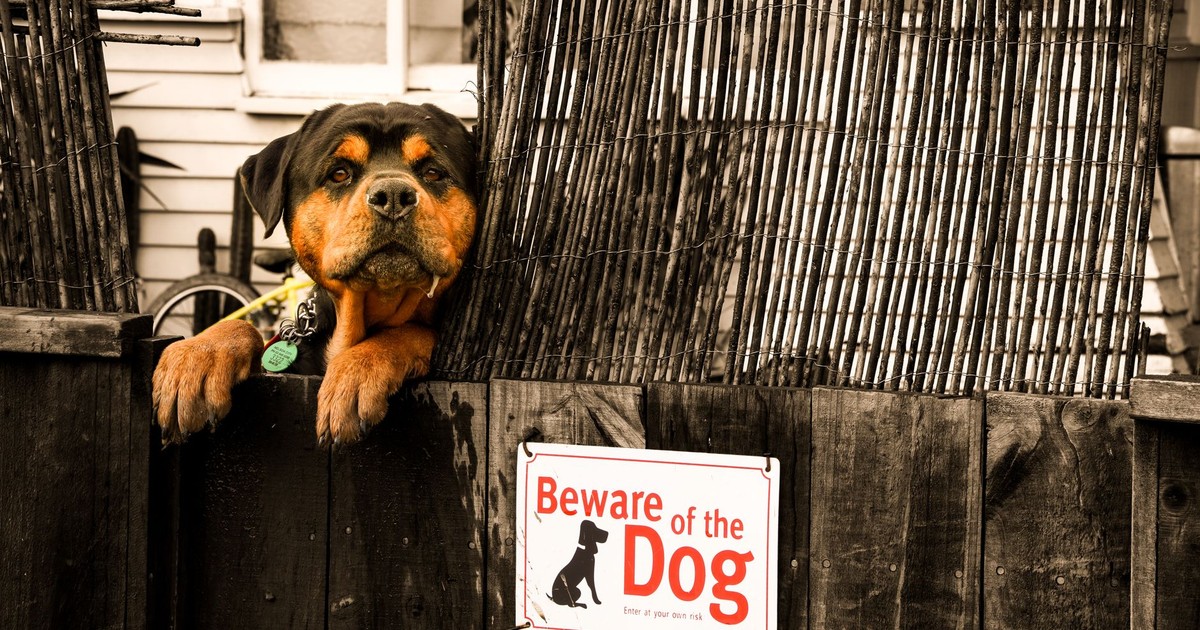 Rottweiler peeking over a fence with a 'Beware of the Dog' sign.