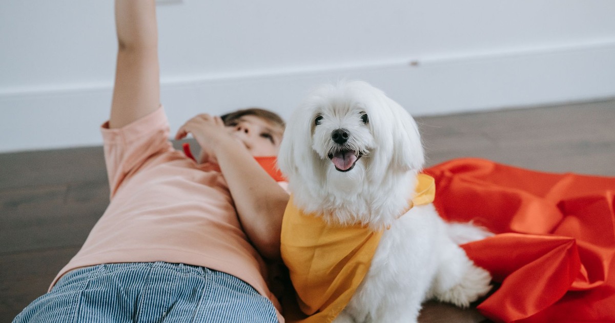 A child and a Maltese dog in colorful capes sitting indoors on wooden floor.