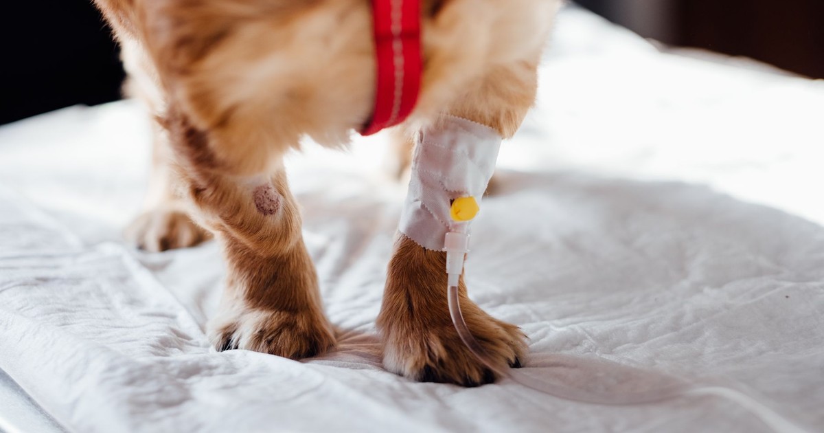 A small dog with an IV is receiving treatment at a vet clinic, focusing on its paws.