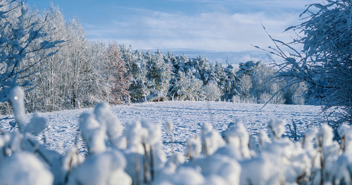 A serene winter landscape with snow-covered trees under a clear blue sky.