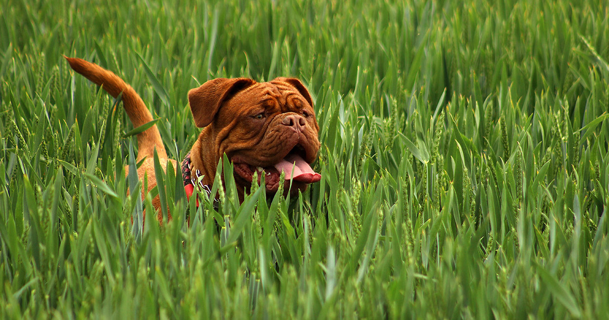 Dogue de Bordeaux