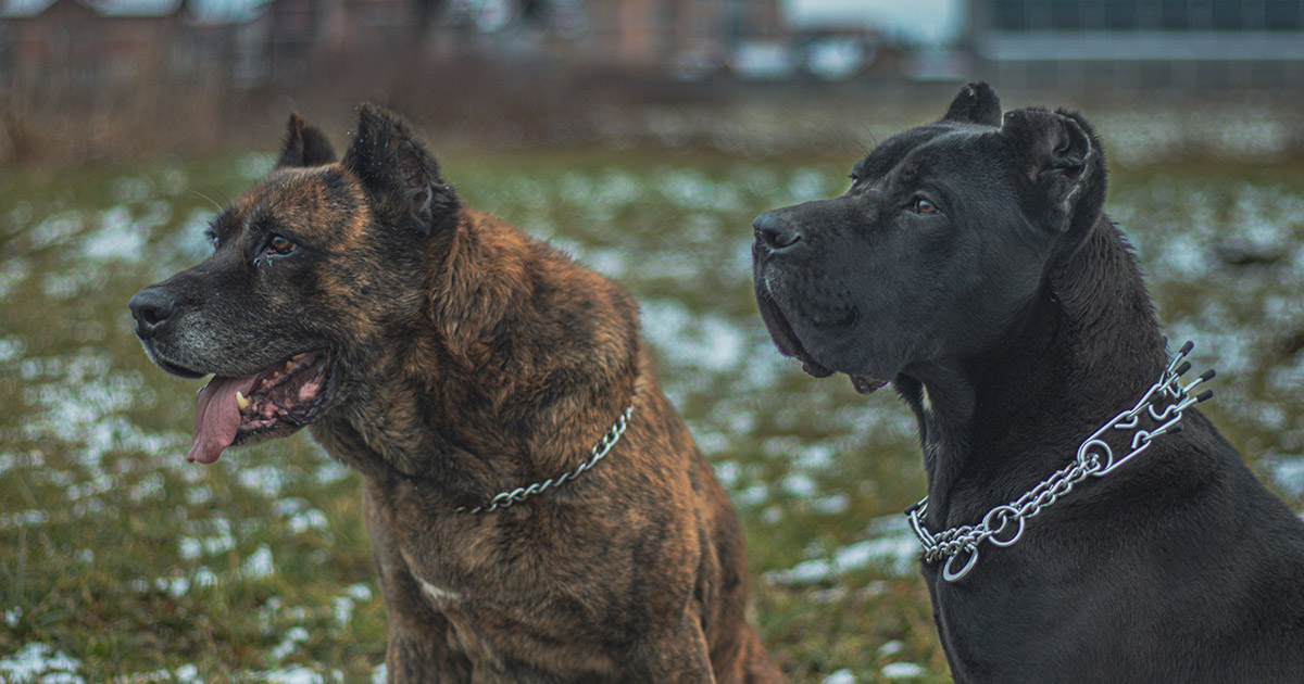 presa canario