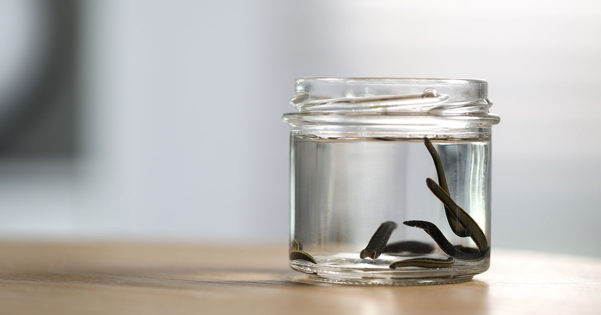 Medicinal leeches in glass jar on wooden table, closeup. Space for text