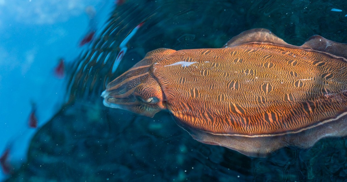One of the Most Intelligent Creatures Might Have Their Brains Shrink By Half Due to Climate Change