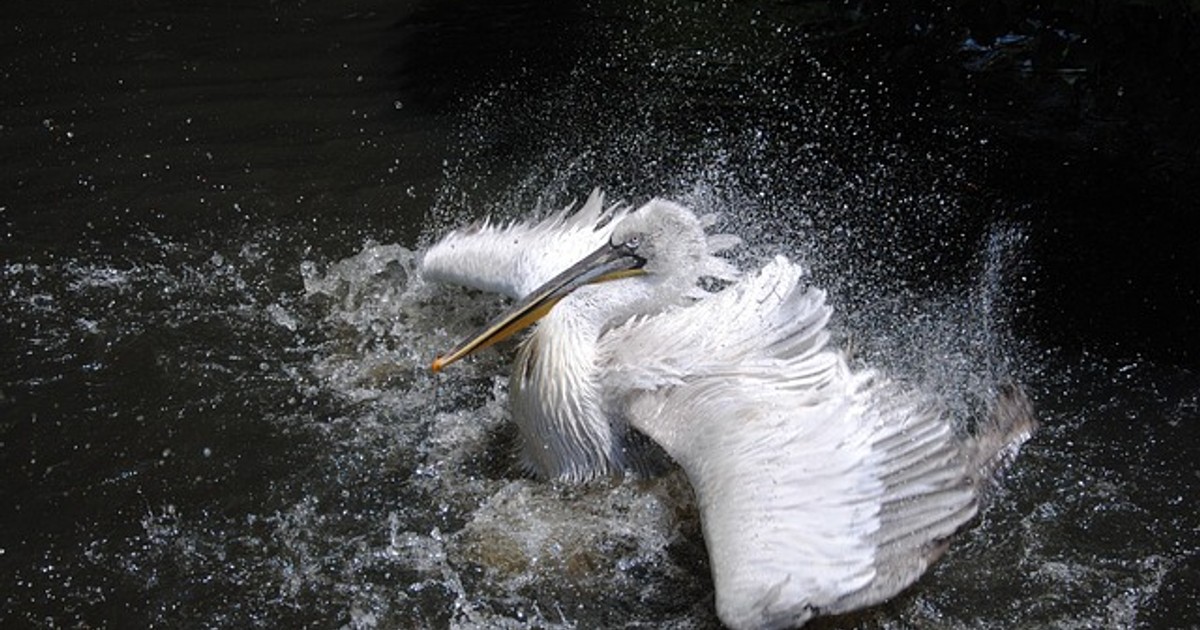pelican