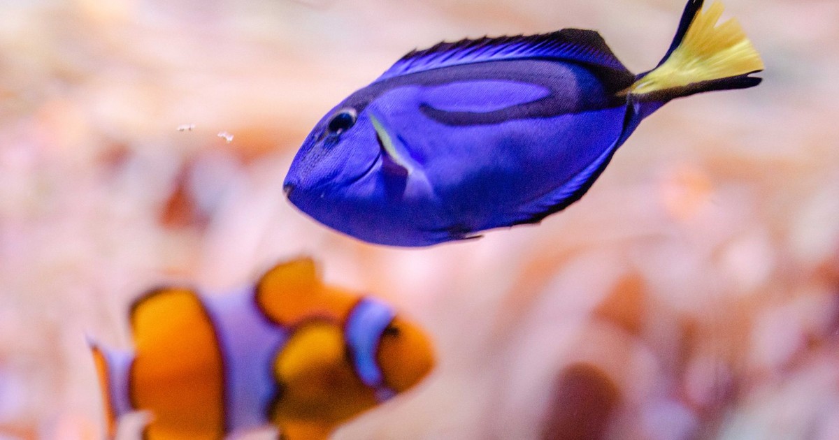 Close-up of a clownfish and blue tang swimming in vibrant coral reefs.