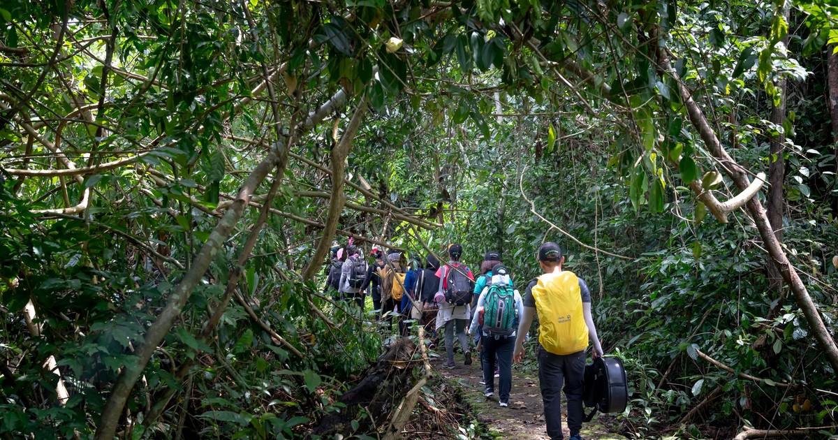 Back view of unrecognizable tourists with backpacks strolling on pathway among lush tropical rainforest
