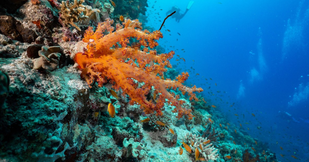 Colorful coral reef underwater with fish swimming in clear blue ocean.