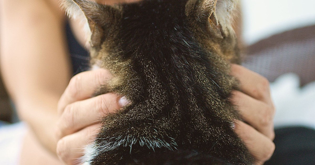A cozy moment showing a person gently petting a domestic cat, emphasizing companionship and comfort.