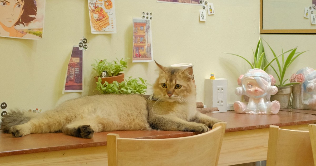 A fluffy cat lounging in a welcoming cafe surrounded by playful decor and greenery.