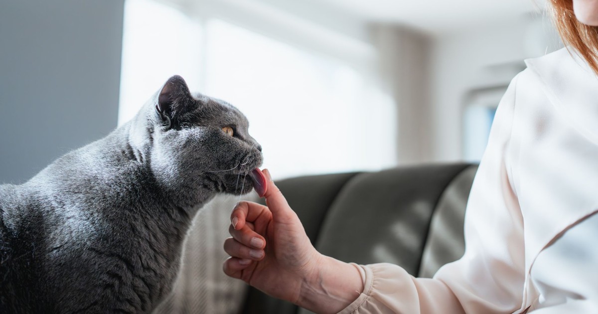 A British Shorthair cat affectionately interacts with a person indoors. Soft and serene ambiance.