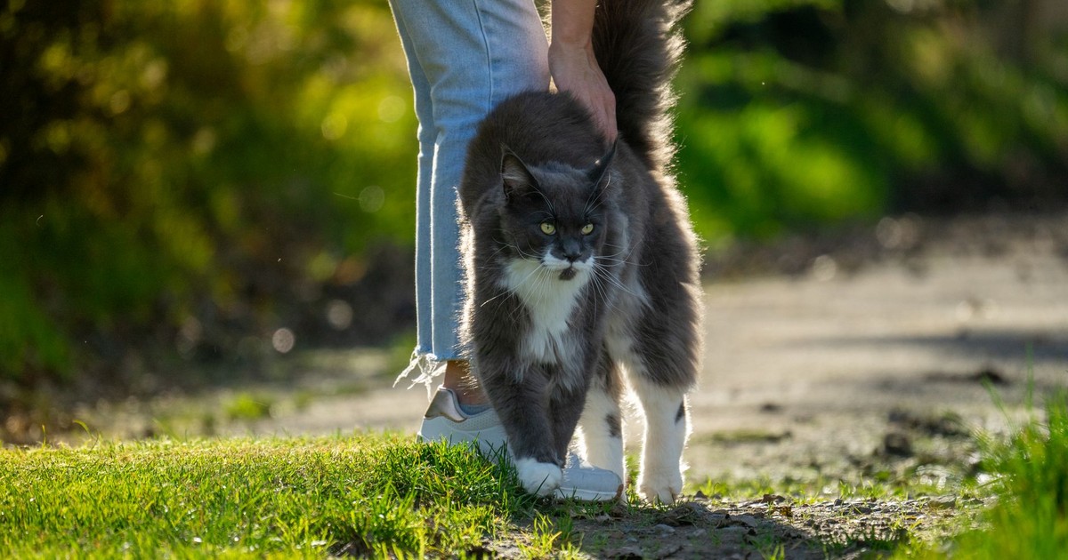 Maine Coon cat and owner enjoy a sunny outdoor walk on a grassy path.