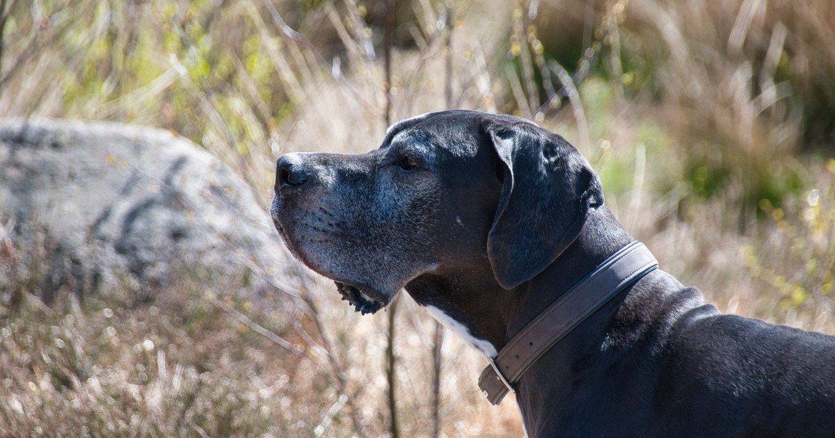 Side view of a Great Dane outdoors showcasing its grace and strength.