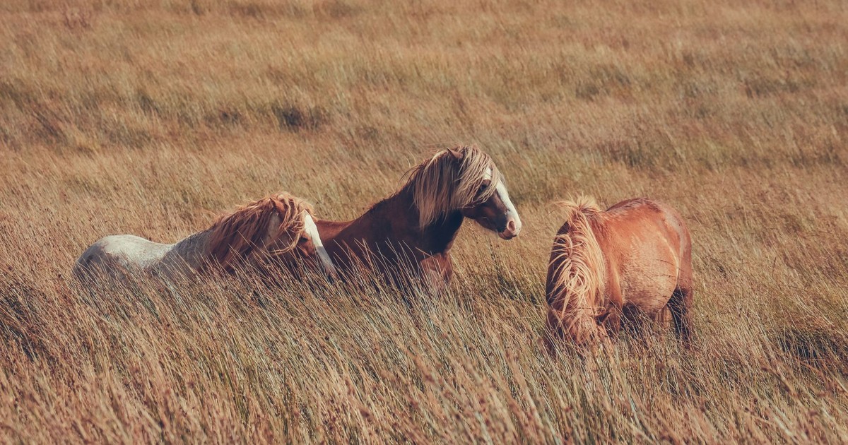 Three ponies graze in a scenic meadow in Wales, showcasing rural nature.