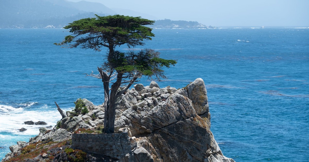 Iconic Lone Cypress tree on rocky cliff with ocean backdrop in California.