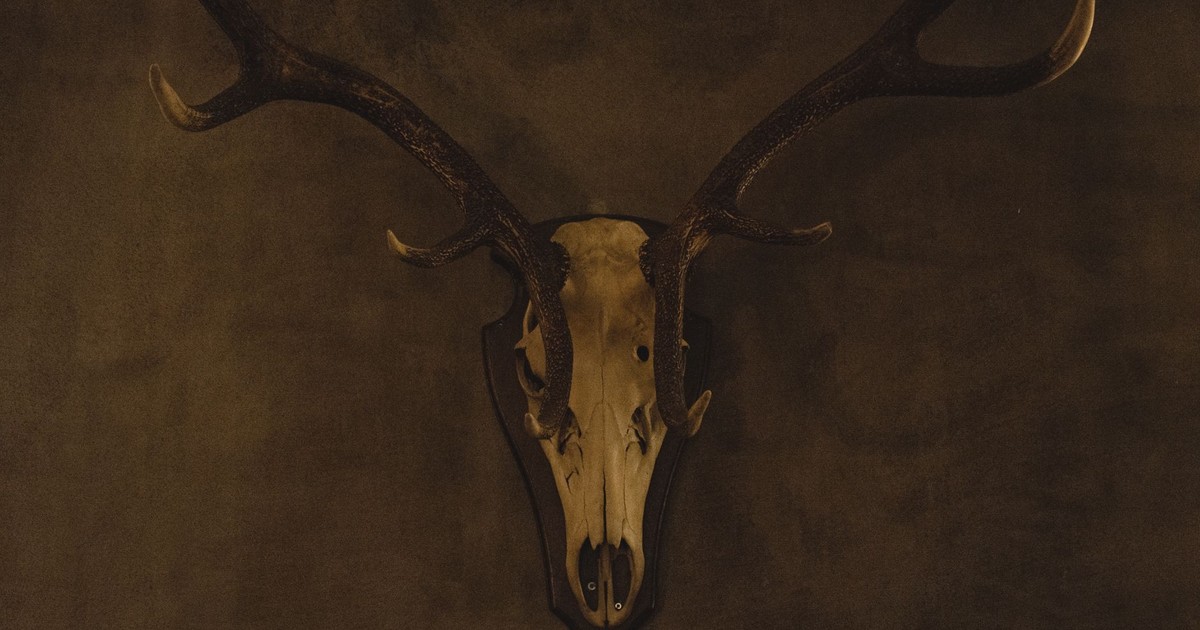 A vintage antler skull mounted on a dark wall, offering a rustic decorative element.