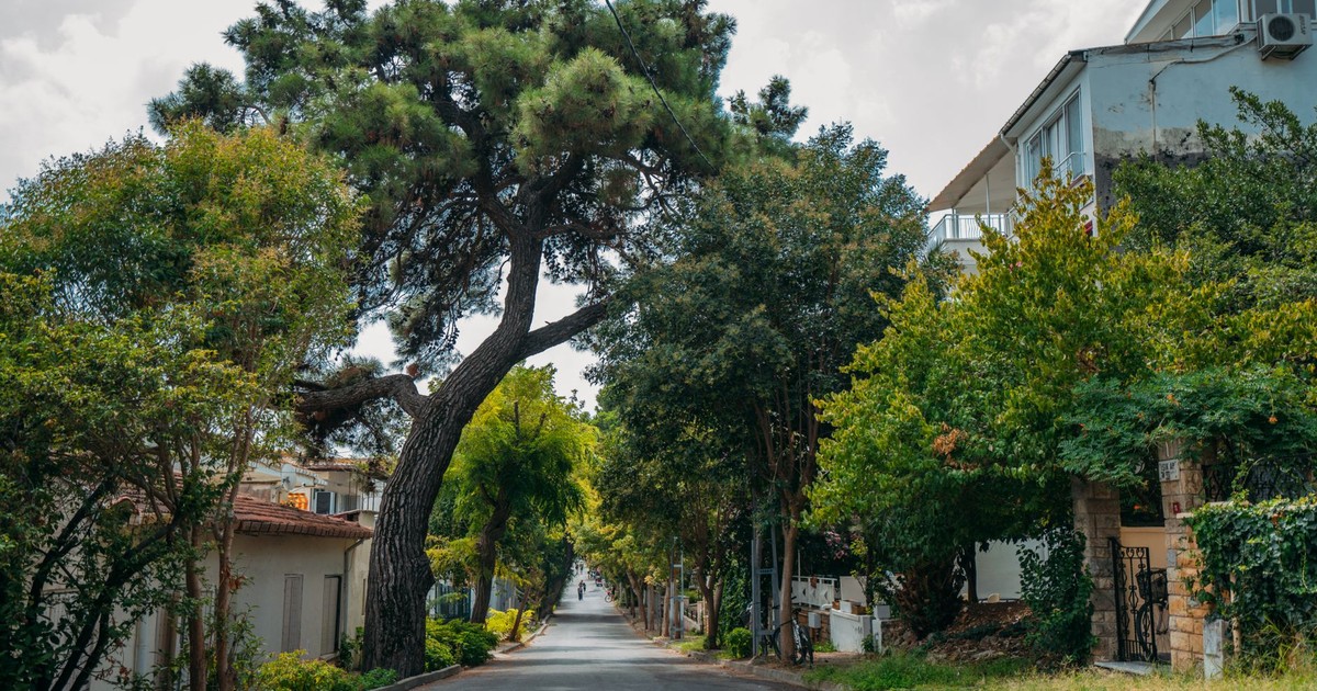 Peaceful city street lined with vibrant trees and residential buildings.