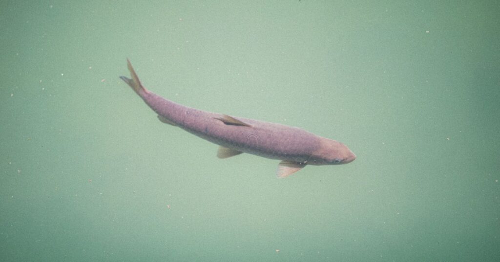 Some Great Lakes fish could be over 400 years old, study finds - Featured image