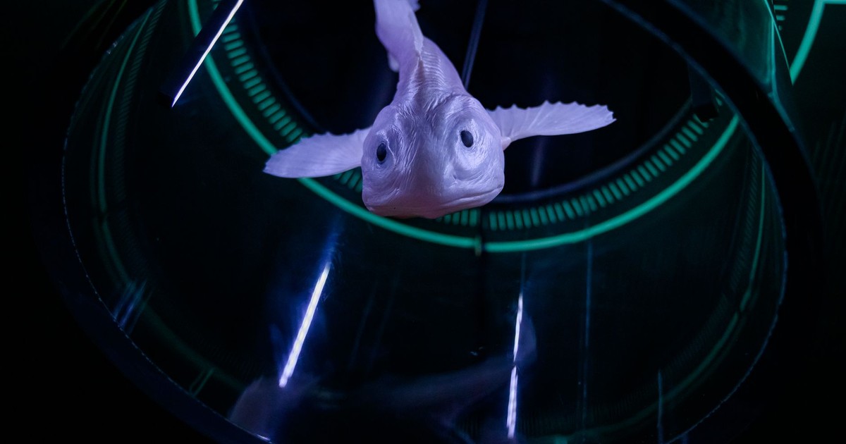 Close-up of a fish in a high-tech laboratory environment with a glowing backdrop.
