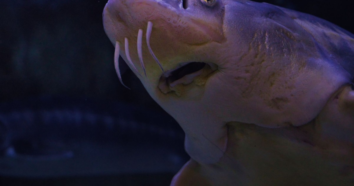 A sturgeon fish in an aquarium displaying its unique features against a dark background.
