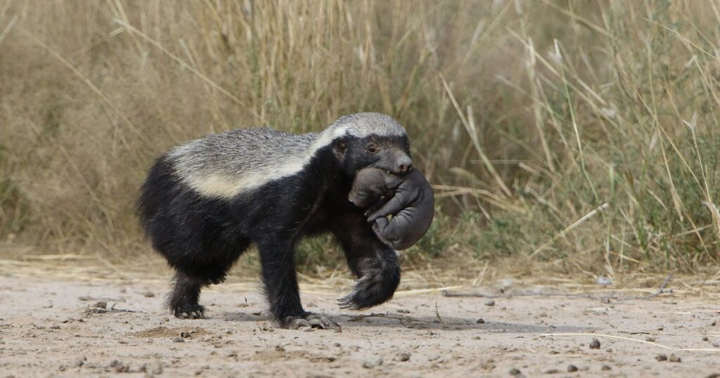 Why the Honey Badger is Officially the World’s Most Fearless Animal - Featured image