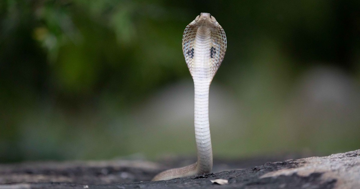 An Indian cobra with its hood expanded, captured in a natural environment.