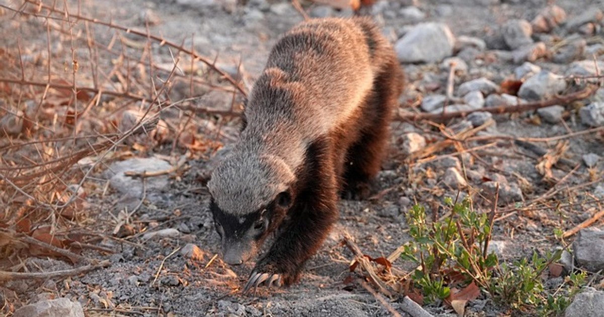 badger