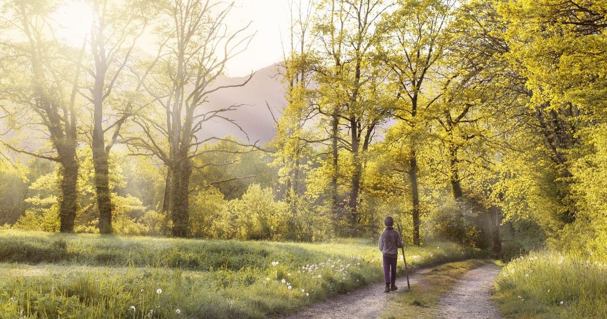 A serene scene of a person walking on a forest path surrounded by sunlit spring trees.